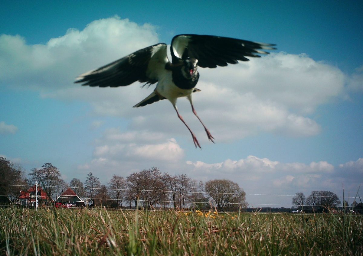 Behoud van boerenlandvogels in Zuid-Holland