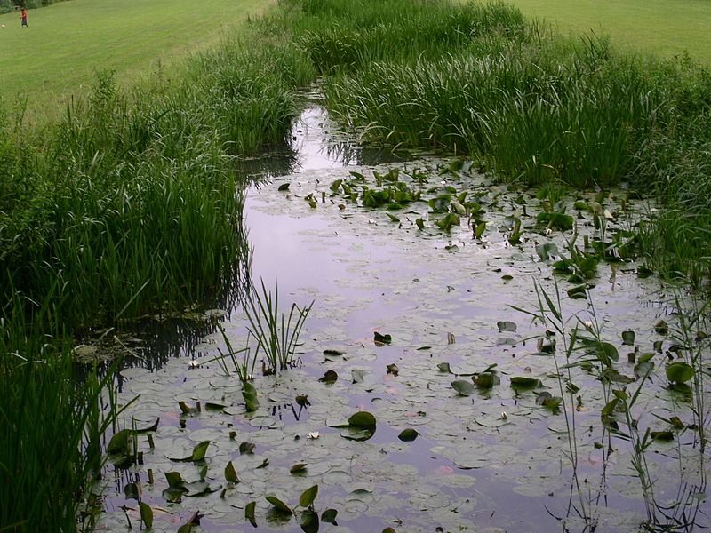 NMZH en Natuurmonumenten vragen aanscherping Zuid-Hollands waterbeleid
