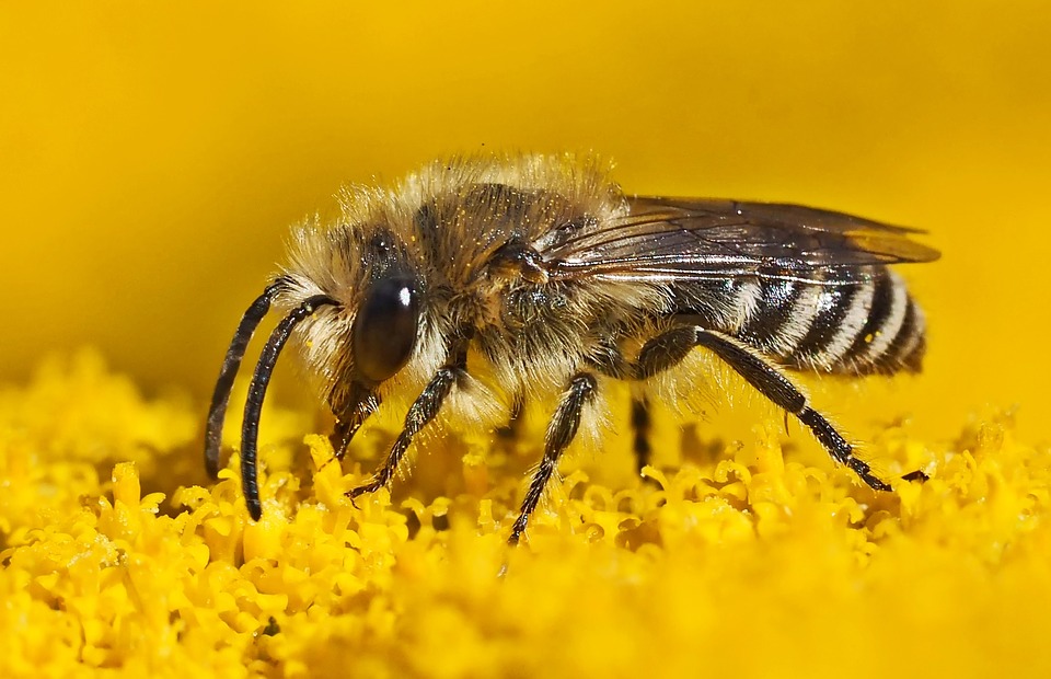 Bijen zijn de schakel tussen natuur en landbouw