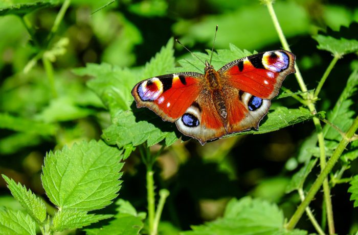 Zorgelijke achteruitgang vlinders Zuid-Holland