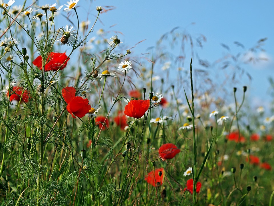 Mensen houden van bloemen