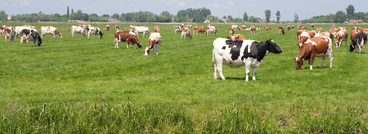 Nieuw Europees landbouwbeleid blokkeert transitie naar duurzame landbouw