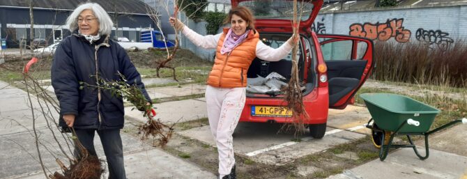 Gratis bomen via groene drive-through voor inwoners Den Haag