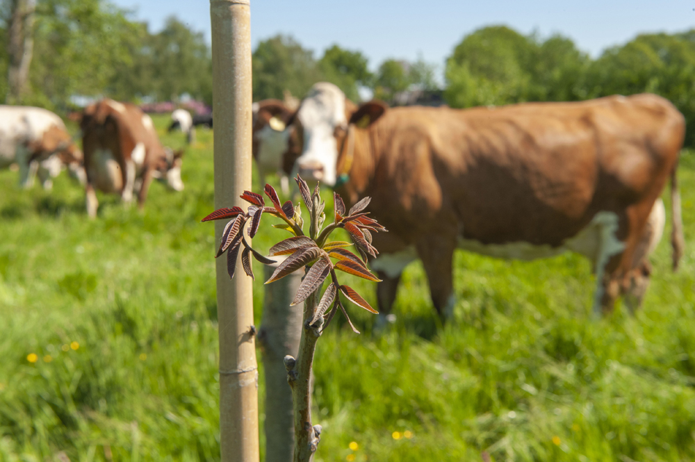 Agroforestry: landbouw met bomen ook in Zuid-Holland