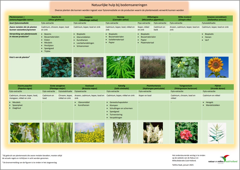 Stageonderzoek naar gebruik van planten om bodemverontreinigingen aan te kunnen pakken