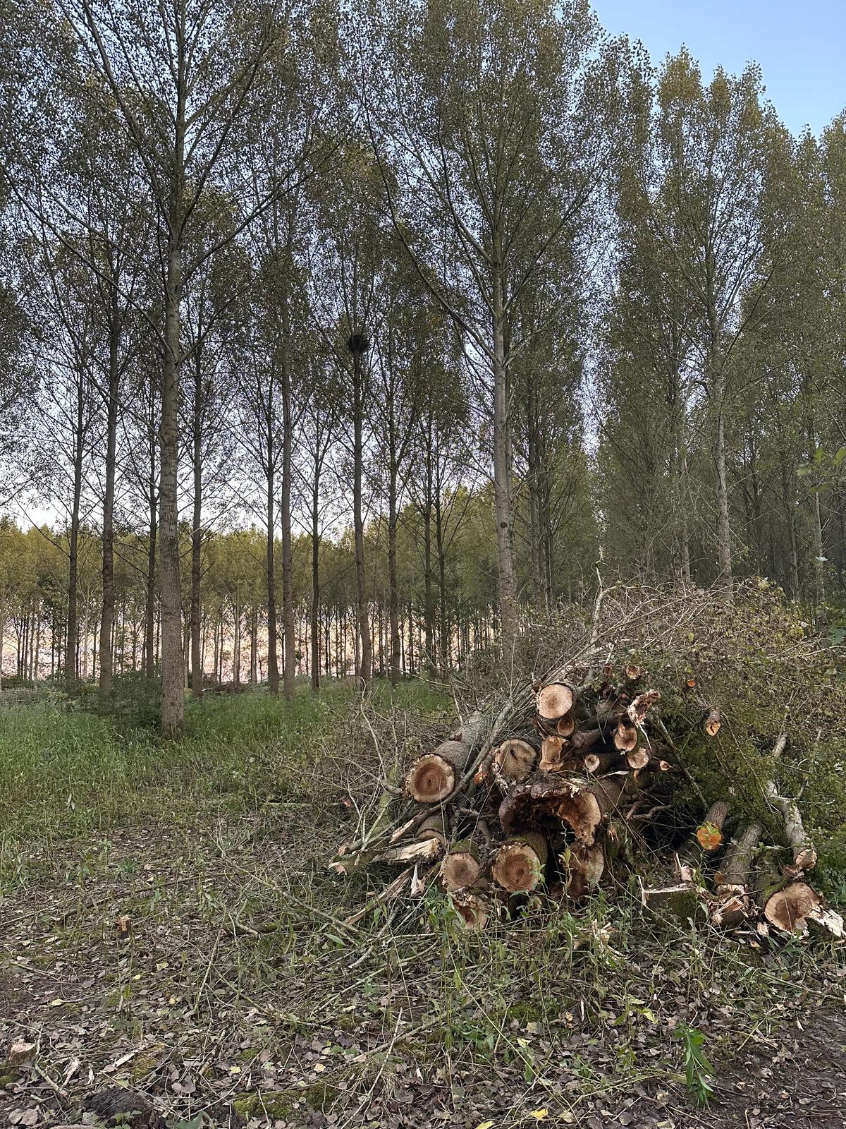 Onwettige Kap Bos van Los: Oproep tot Handhaving