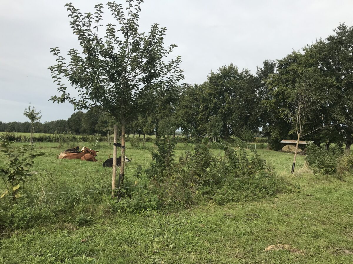 Bijeenkomst Pionieren met agroforestry in Zuid-Holland voor gemeenten en waterschappen