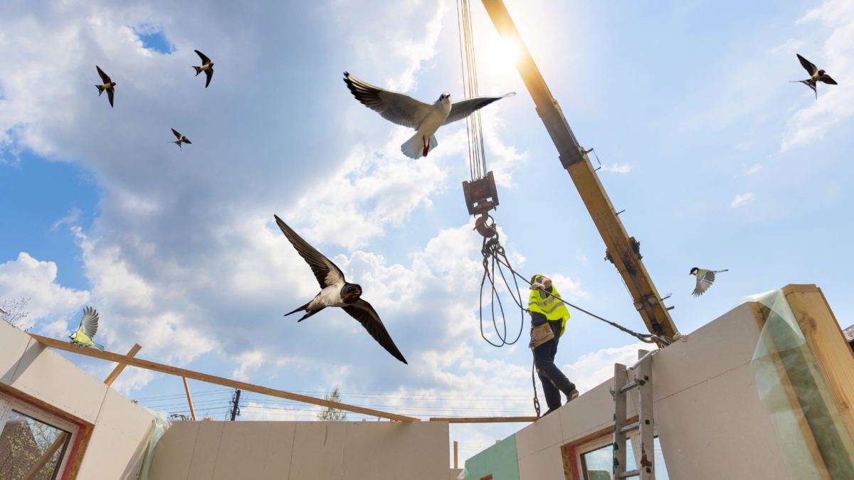 Toch verplichte vogelnestjes bij nieuwbouw: een overwinning voor de natuur