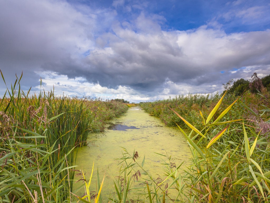 Witte sloten, troebel water: NMZH vraagt Delfland om actie op schermmiddelen