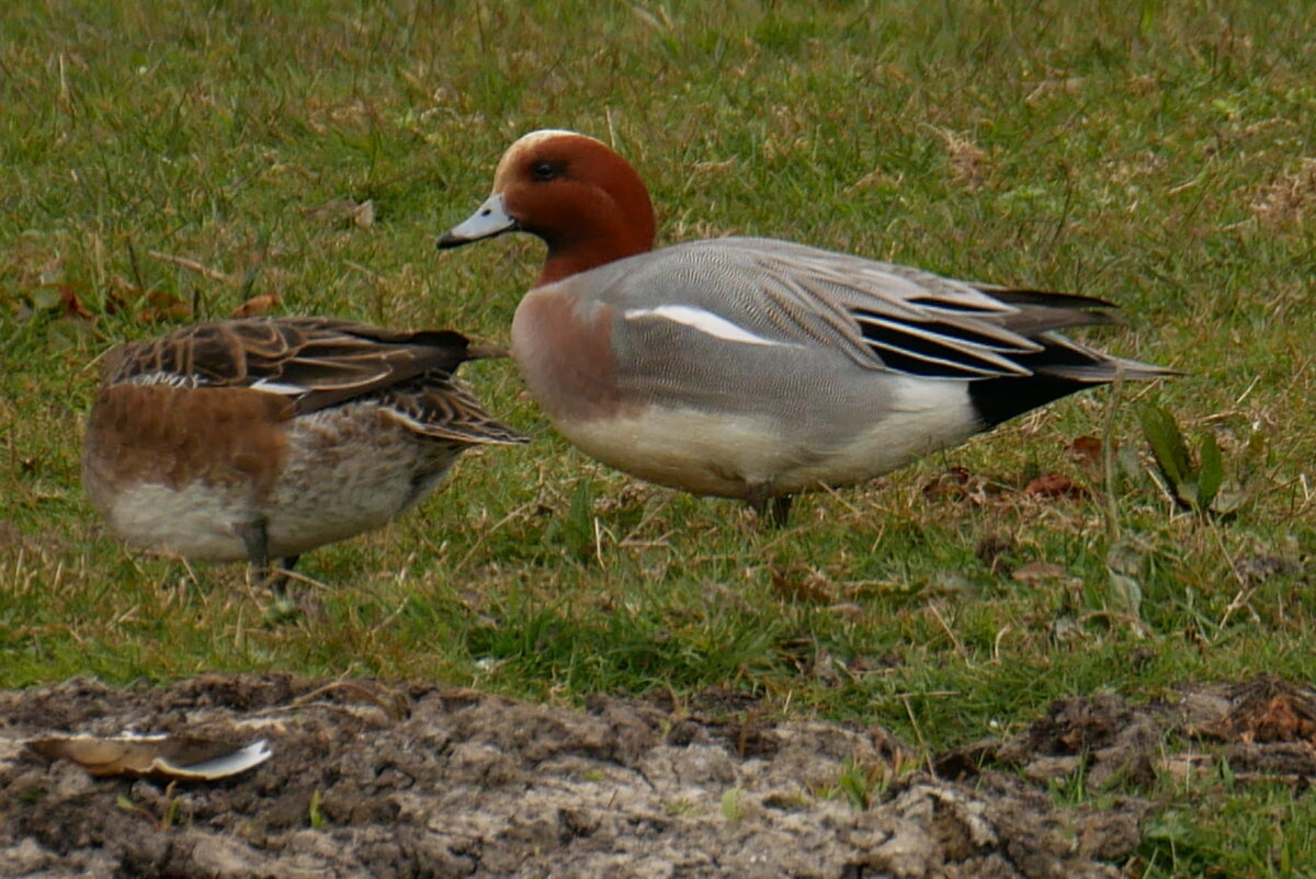 NMZH: “Faunabeheer moet biodiversiteit beschermen, niet ondermijnen”