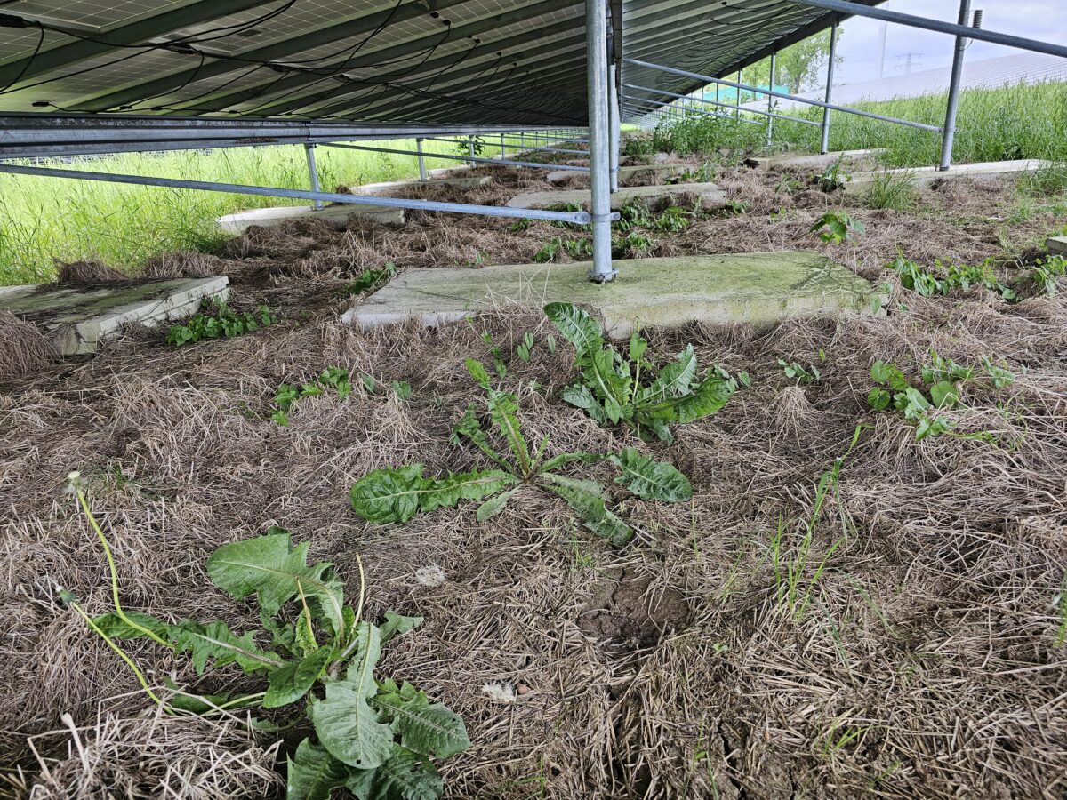 Zonnepark Roeleveenseweg onvoldoende natuurinclusief