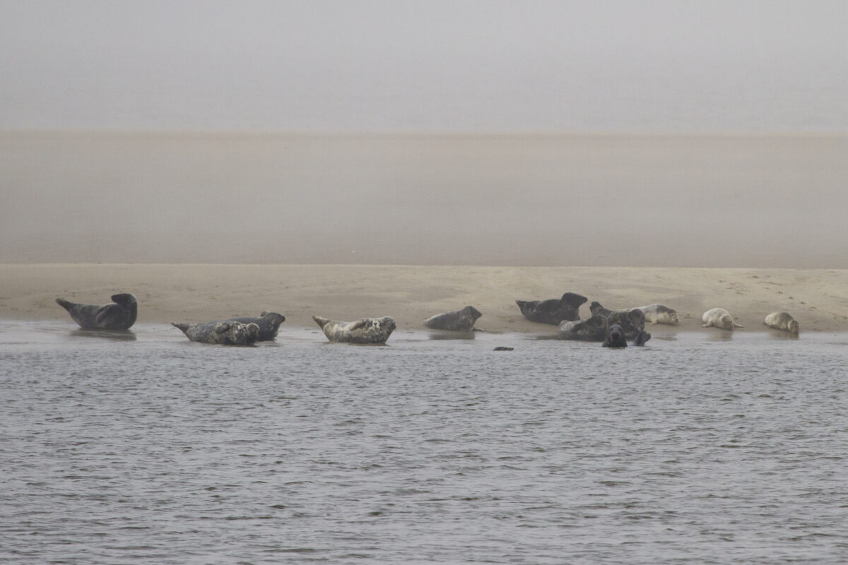 Natuurcompensatie Tweede Maasvlakte verder vertraagd na uitspraak Raad van State