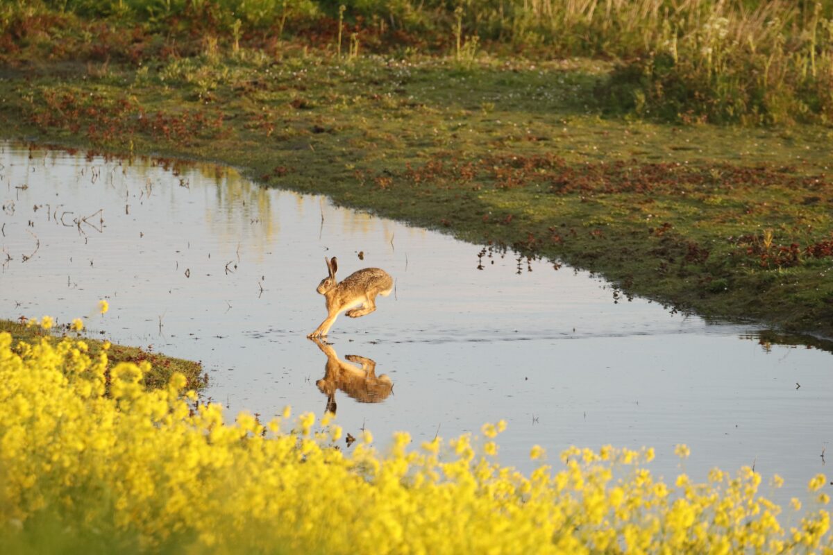 Denktank adviseert over toekomst Stichting Groene Hart