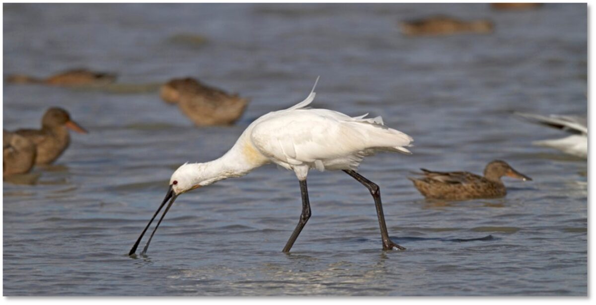 Maak van waterkwaliteit de randvoorwaarde en geen bijzaak