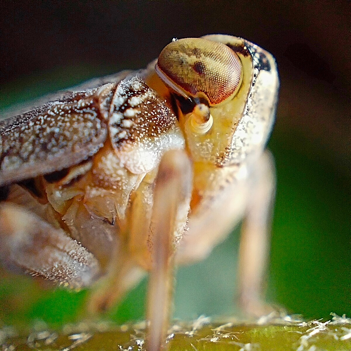 We doen iedere keer alsof nog meer biodiversiteitsverlies ons overkomt