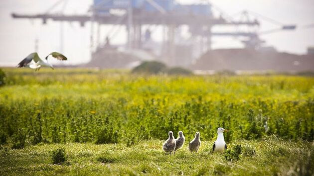 Rotterdamse haven: transformatie vóór uitbreiding